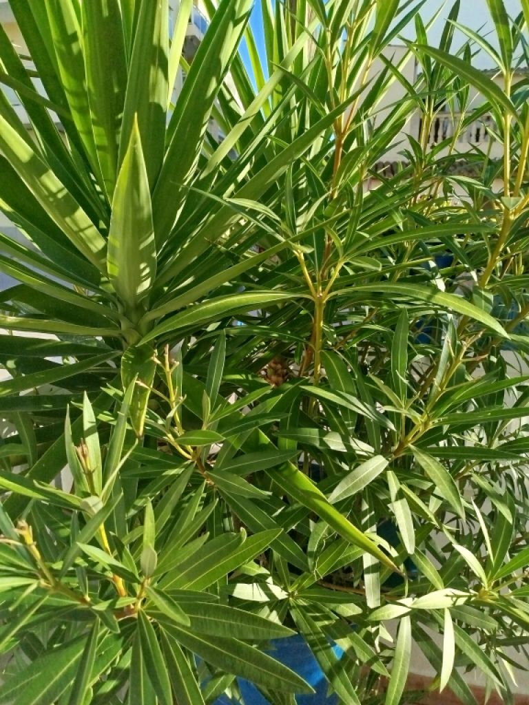 Large amphora planted with oleander and yucca palm