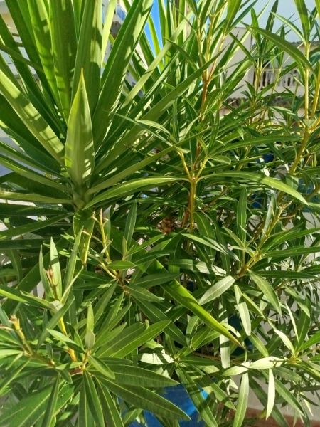Large amphora planted with oleander and yucca palm