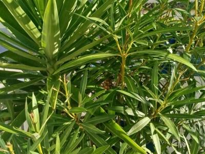 Large amphora planted with oleander and yucca palm