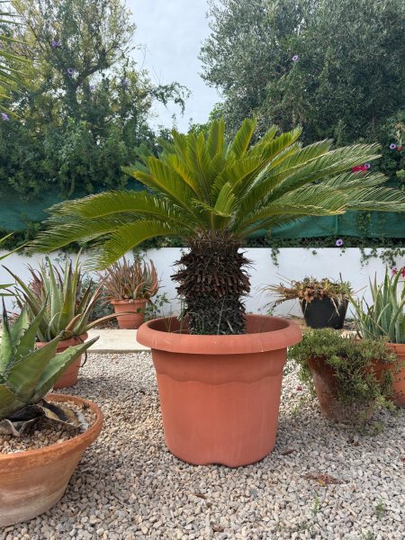 Große Cycas Palme mit breiter Krone ca. 1,40 m