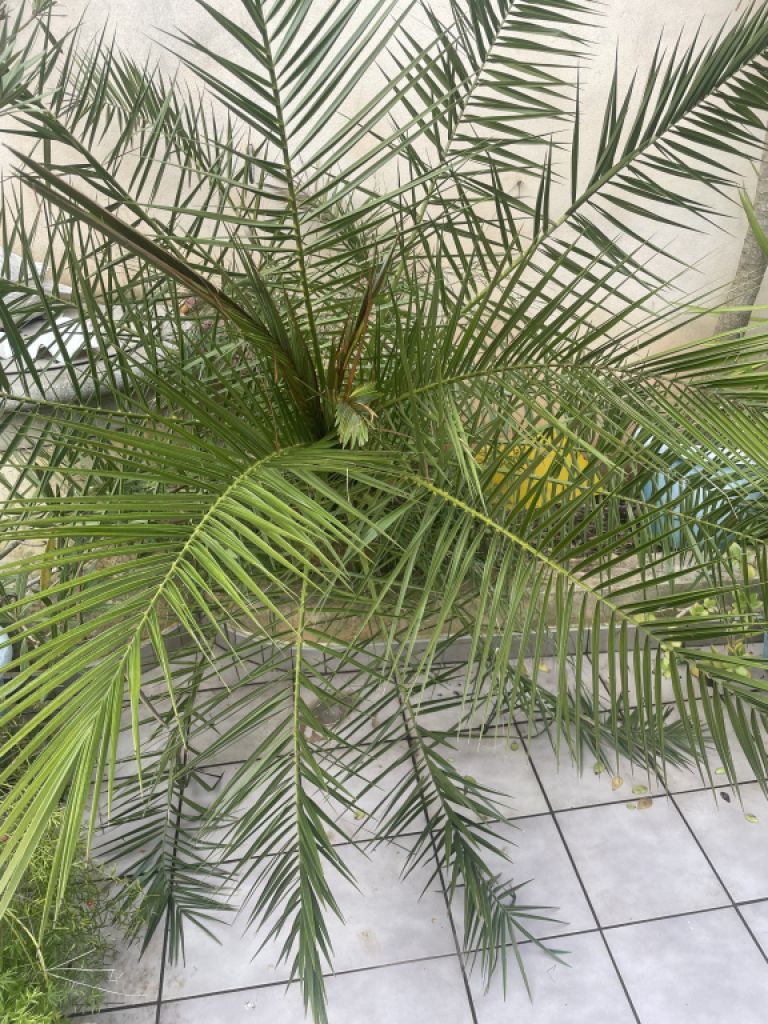 Large healthy Phoenix palm
