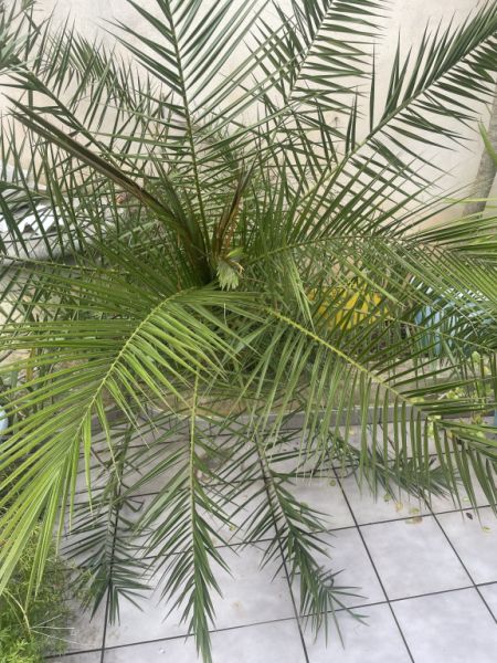 Large healthy Phoenix palm