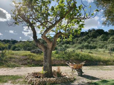 Große rustikale Finca mit Haus in Petra