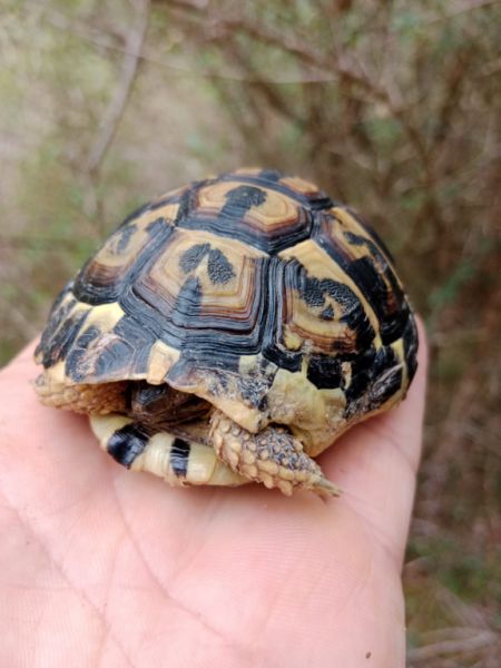 Große rustikale Finca mit Haus in Petra