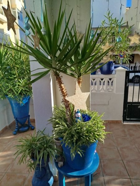 Large Yucca - Palm