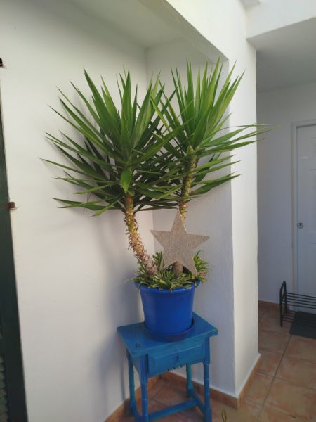 Large Yucca palm in terracotta pot