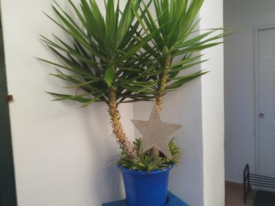 Large Yucca palm in terracotta pot