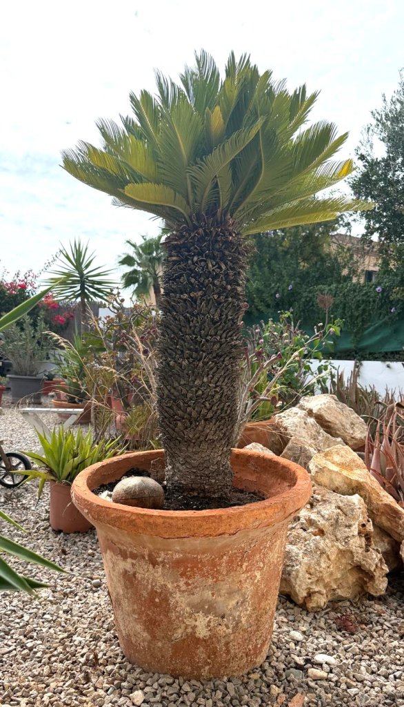 Großer Cycas-Palmfarn im Terrakottatopf  ca. 1,50 m