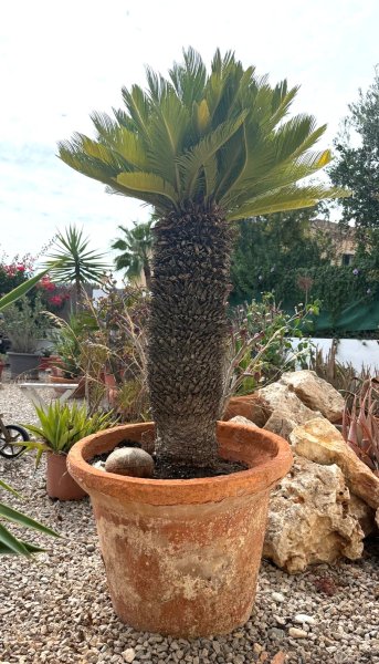 Großer Cycas-Palmfarn im Terrakottatopf  ca. 1,50 m