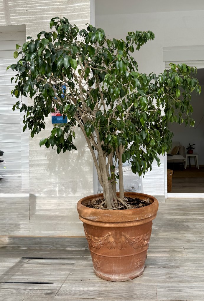 Großer Ficus im hochwertigen Terrakottatopf  ca. 1,80 m