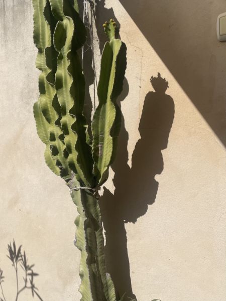 Cactus grande y hermoso