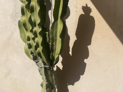 Cactus grande y hermoso