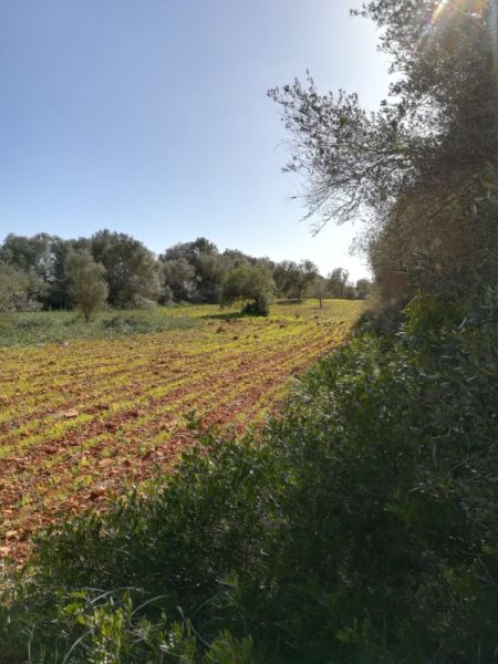 Large plot of land near Campos - Santanyi --- T 06 VK