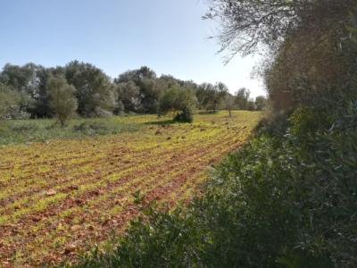 Large plot of land near Campos - Santanyi --- T 06 VK