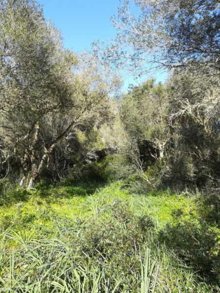 Large plot of land near Campos - Santanyi --- T 06 VK