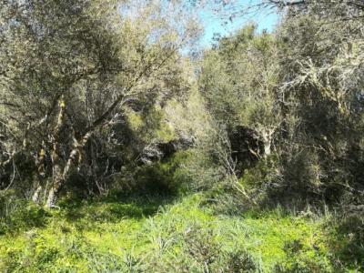 Large plot of land near Campos - Santanyi --- T 06 VK