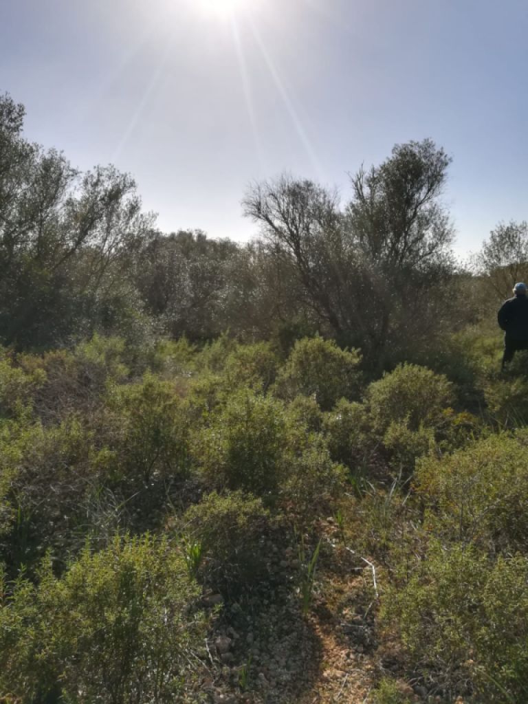 Large plot of land near Campos - Santanyi --- T 06 VK