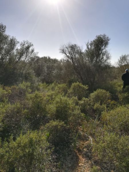 Large plot of land near Campos - Santanyi --- T 06 VK