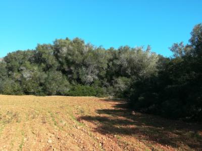 Large plot of land near Campos - Santanyi --- T 06 VK