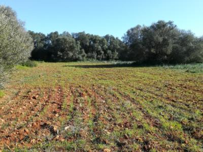 Large plot of land near Campos - Santanyi --- T 06 VK