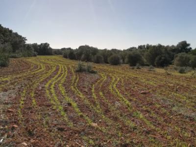 Large plot of land near Campos - Santanyi --- T 06 VK