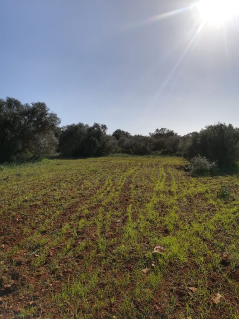 Large plot of land near Campos - Santanyi --- T 06 VK