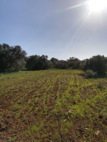 Large plot of land near Campos - Santanyi --- T 06 VK