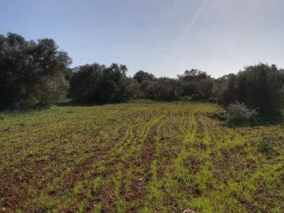 Large plot of land near Campos - Santanyi --- T 06 VK