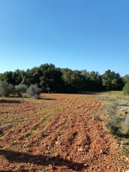Large plot of land near Campos - Santanyi --- T 06 VK
