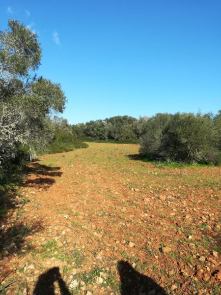 Large plot of land near Campos - Santanyi --- T 06 VK