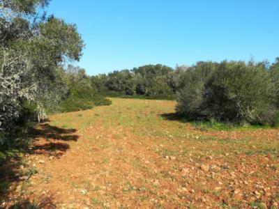 Large plot of land near Campos - Santanyi --- T 06 VK