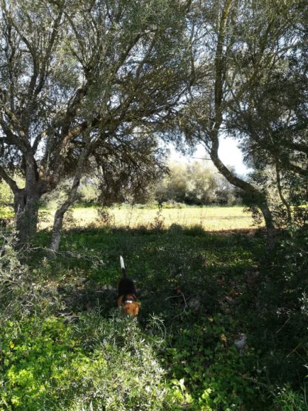 Large plot of land near Campos - Santanyi --- T 06 VK