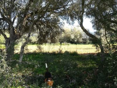 Large plot of land near Campos - Santanyi --- T 06 VK