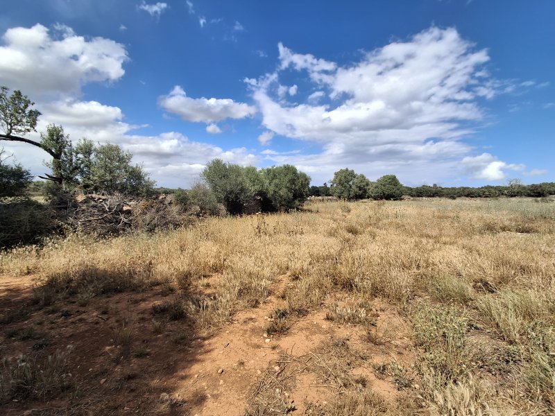 Large plot with Cedula Urbanistica near Campos - Santanyi - Cas Concos - T 14