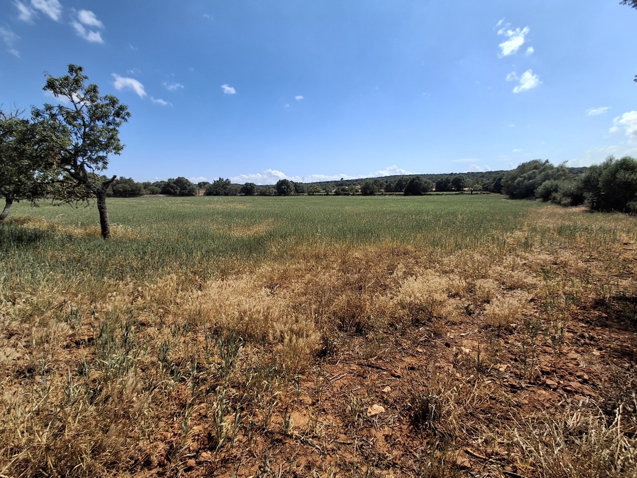 Large plot with Cedula Urbanistica near Campos - Santanyi - Cas Concos - T 14