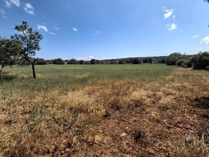 Large plot with Cedula Urbanistica near Campos - Santanyi - Cas Concos - T 14