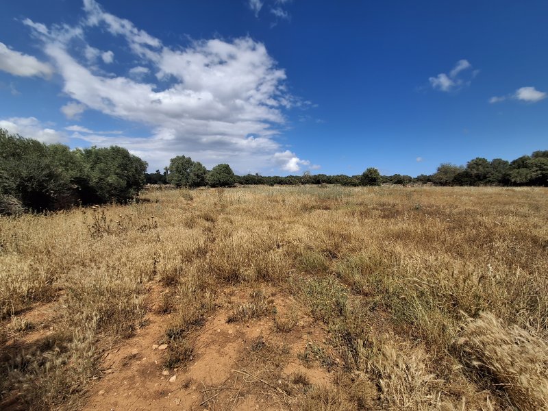 Large plot with Cedula Urbanistica near Campos - Santanyi - Cas Concos - T 14