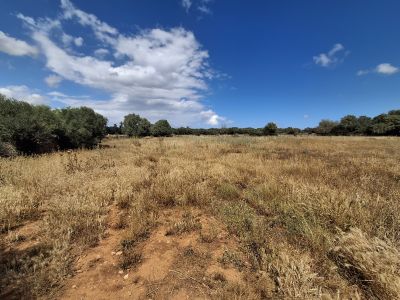 Large plot with Cedula Urbanistica near Campos - Santanyi - Cas Concos - T 14