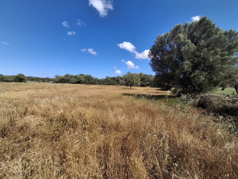 Large plot with Cedula Urbanistica near Campos - Santanyi - Cas Concos - T 14