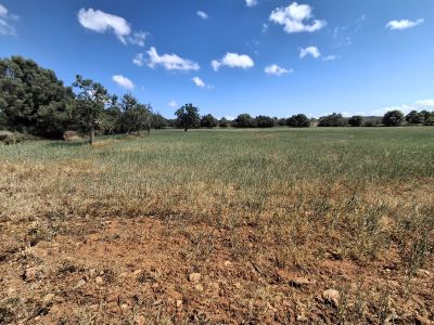 Large plot with Cedula Urbanistica near Campos - Santanyi - Cas Concos - T 14