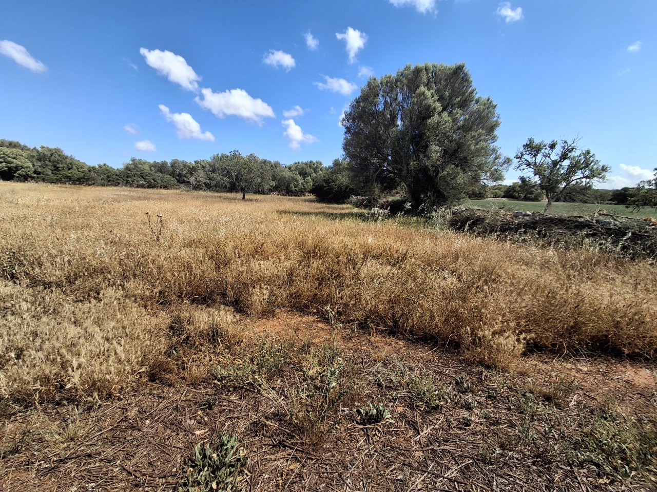Large plot with Cedula Urbanistica near Campos - Santanyi - Cas Concos - T 14