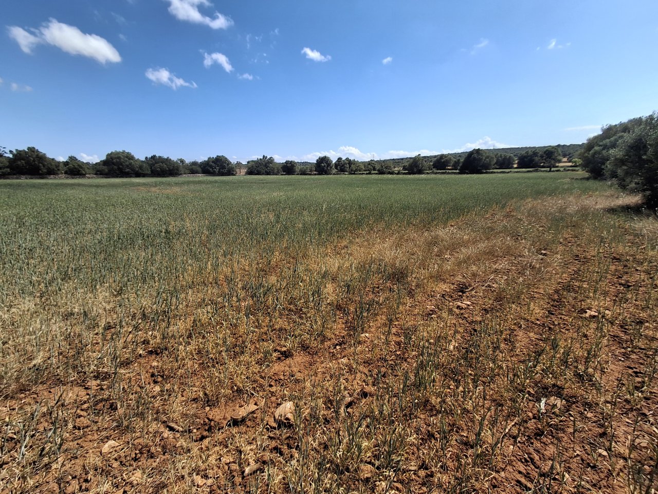 Large plot with Cedula Urbanistica near Campos - Santanyi - Cas Concos - T 14