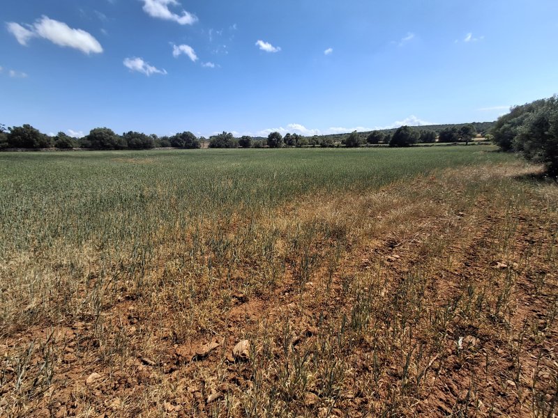 Large plot with Cedula Urbanistica near Campos - Santanyi - Cas Concos - T 14