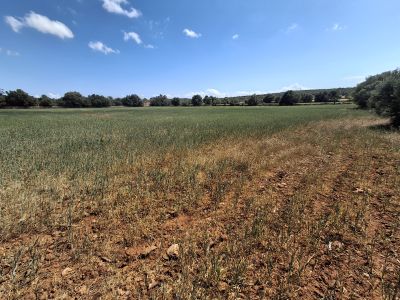 Large plot with Cedula Urbanistica near Campos - Santanyi - Cas Concos - T 14