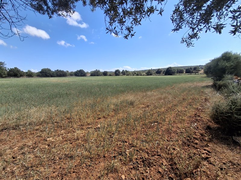 Large plot with Cedula Urbanistica near Campos - Santanyi - Cas Concos - T 14
