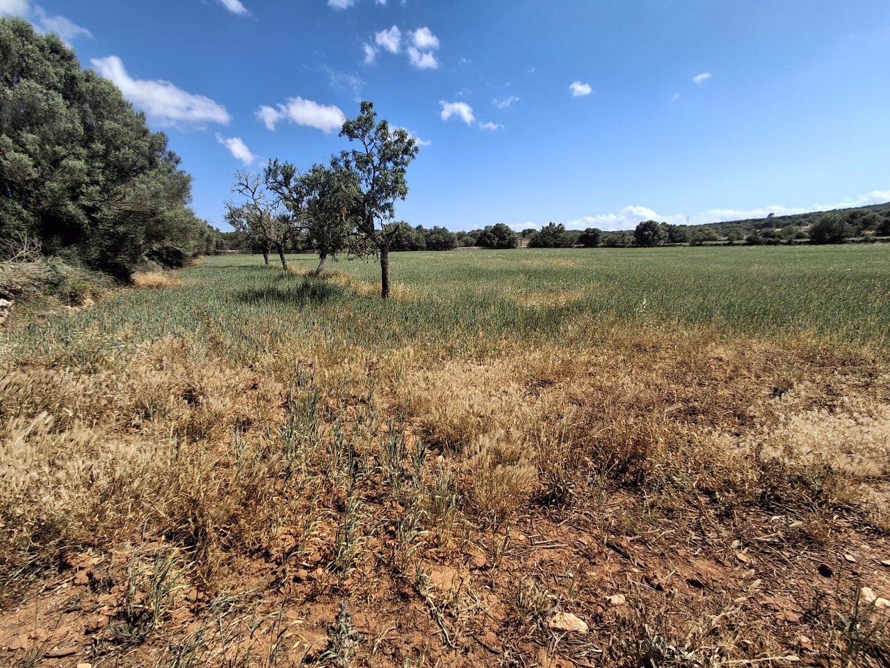 Large plot with Cedula Urbanistica near Campos - Santanyi - Cas Concos - T 14