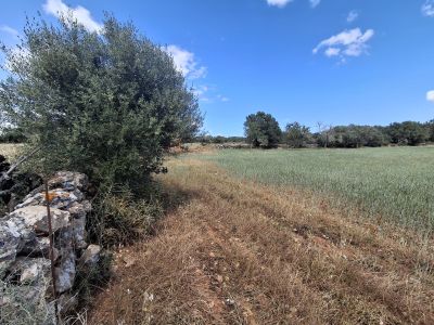 Large plot with Cedula Urbanistica near Campos - Santanyi - Cas Concos - T 14