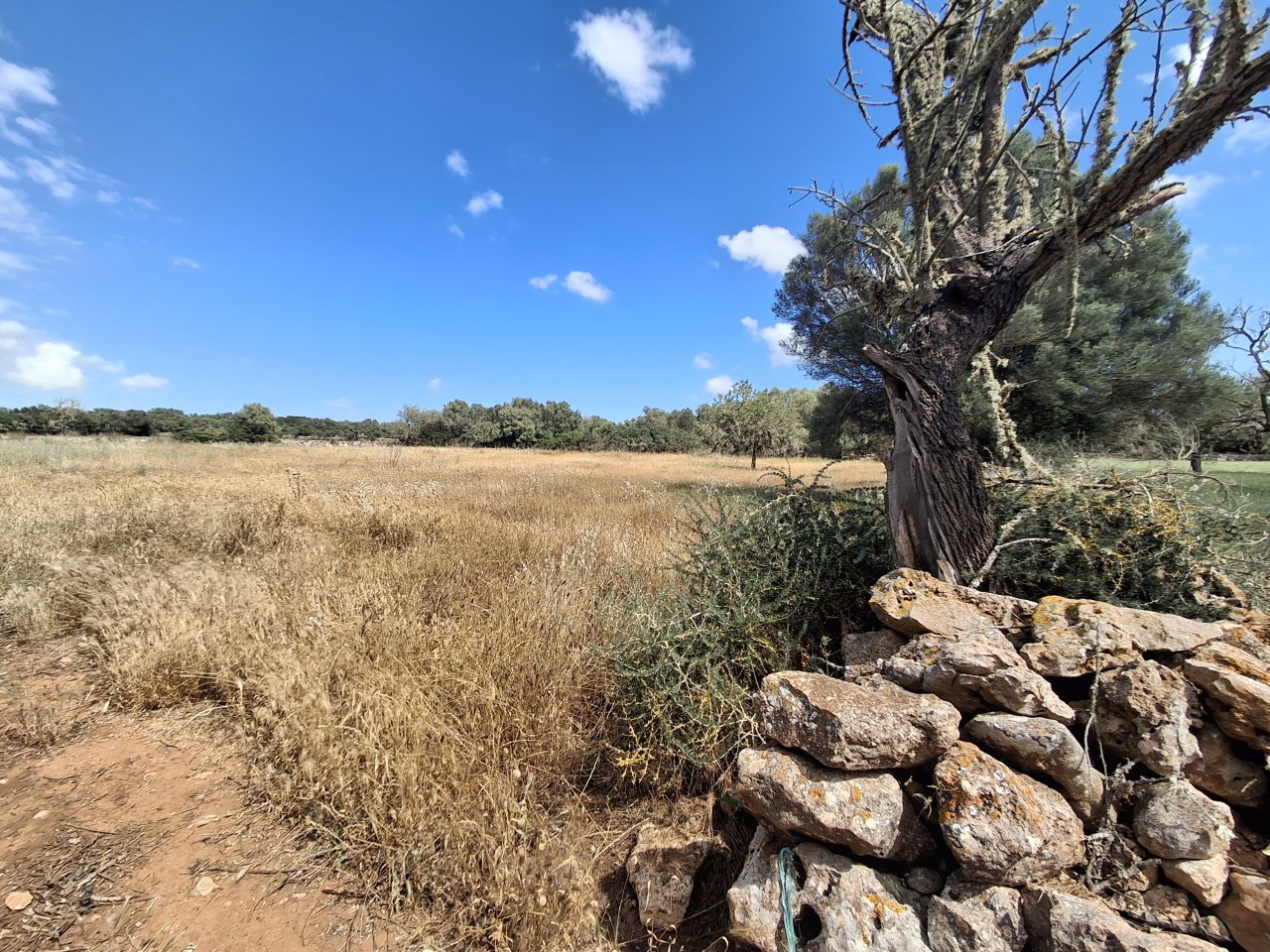 Large plot with Cedula Urbanistica near Campos - Santanyi - Cas Concos - T 14