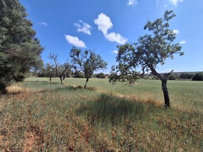 Large plot with Cedula Urbanistica near Campos - Santanyi - Cas Concos - T 14