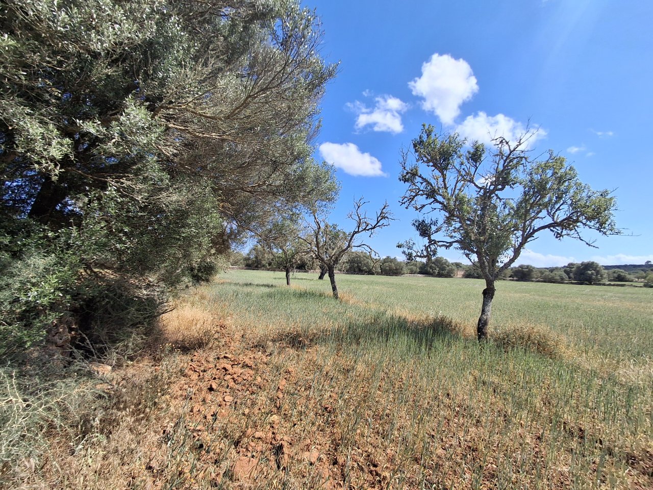Large plot with Cedula Urbanistica near Campos - Santanyi - Cas Concos - T 14